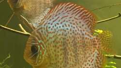 Besatz im Aquarium Uferbereich mit Flachwasserzone