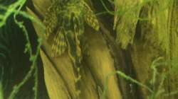 Besatz im Aquarium Uferbereich mit Flachwasserzone