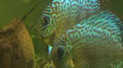 Besatz im Aquarium Uferbereich mit Flachwasserzone