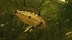 Besatz im Aquarium Uferbereich mit Flachwasserzone