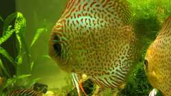 Besatz im Aquarium Uferbereich mit Flachwasserzone