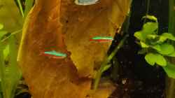Blätter vom Seemandelbaum