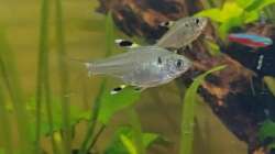 Sternflecksalmler