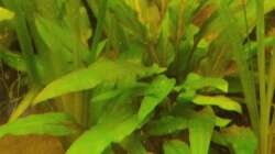 Cryptocoryne wendtii Green