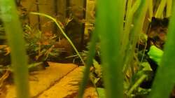 Vallisneria 