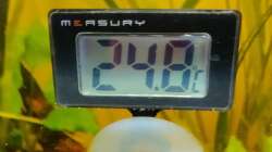 Digitalesthermometer