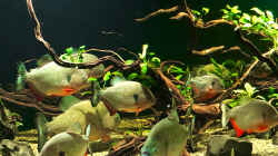 Besatz im Aquarium Piranha-Aquarium