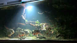 Aquarium Piranha-Aquarium