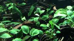 Pflanzen im Aquarium Piranha-Aquarium