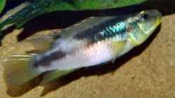 Benitochromis finleyi ´Ebonji´ (Kamerun)