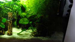 Pflanzen im Aquarium Welse Becken