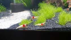 Besatz im Aquarium 1st Scape