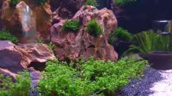 Pflanzen im Aquarium 1st Scape