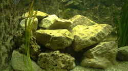 Dekoration im Aquarium Becken 438