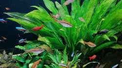 Aquarium Fischsuppe 450