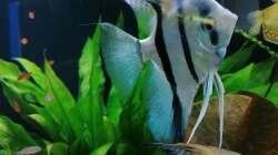 Aquarium Fischsuppe 450