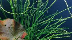 Aquarium Fischsuppe 450