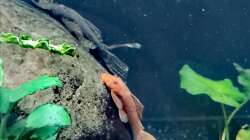 Aquarium Fischsuppe 450