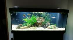 Aquarium Fischsuppe 450