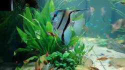 Aquarium Fischsuppe 450