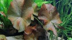 Aquarium Fischsuppe 450