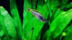 Aquarium Fischsuppe 450