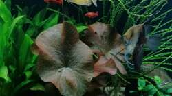 Aquarium Fischsuppe 450