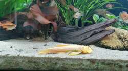 Aquarium Fischsuppe 450