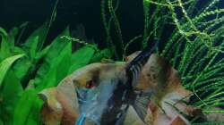 Aquarium Fischsuppe 450