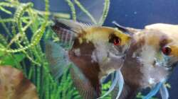 Aquarium Fischsuppe 450