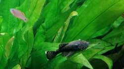 Aquarium Fischsuppe 450