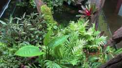 Pflanzen im Aquarium Swamp spirit