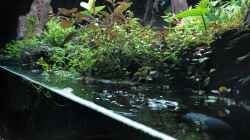 Pflanzen im Aquarium Swamp spirit
