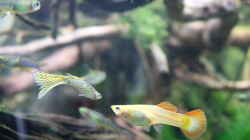 (Paar) Guppy Snakeskin, Poecilia reticulata 