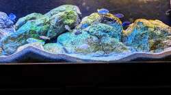 Dekoration im Aquarium Mbuna