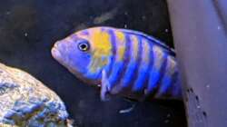 Besatz im Aquarium Mbuna