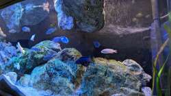 Aquarium Mbuna