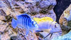 Besatz im Aquarium Mbuna