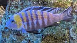 Besatz im Aquarium Mbuna