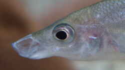 Cyprichromis leptosoma mpulungu