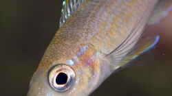 Paracyprichromis brieni ´Rumonge´