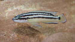 Julidochromis ornatus ´yellow Zaire´