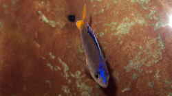 Cyprichromis leptosoma ´Mpulungu´