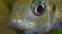 Tragendes Ophthalmotilapia ventralis ´Mikongola´ Weibchen