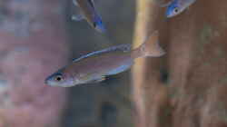 Cyprichromis leptosoma ´Mpulungu´