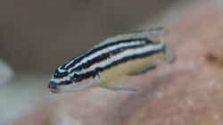 Julidochromis ornatus ´yellow Zaire´