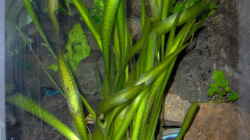 Vallisneria gigantea - Riesenvallisnerie