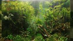 Aquarium Jungle Rock