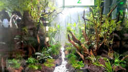 Pflanzen im Aquarium Jungle Rock