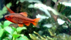 Besatz im Aquarium Jungle Rock